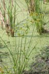 Sharpscale flatsedge